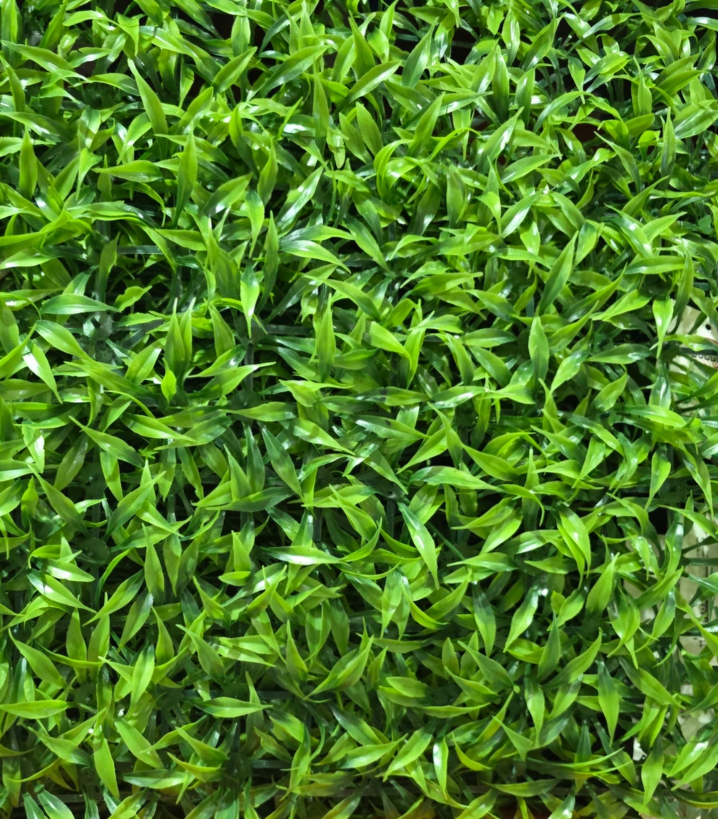 Set 6 x panouri decorative, 40 x 60 cm, herbs