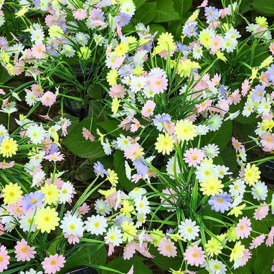 Set 2 x Lampa solara Margarete, 70 cm, LED Multicolor